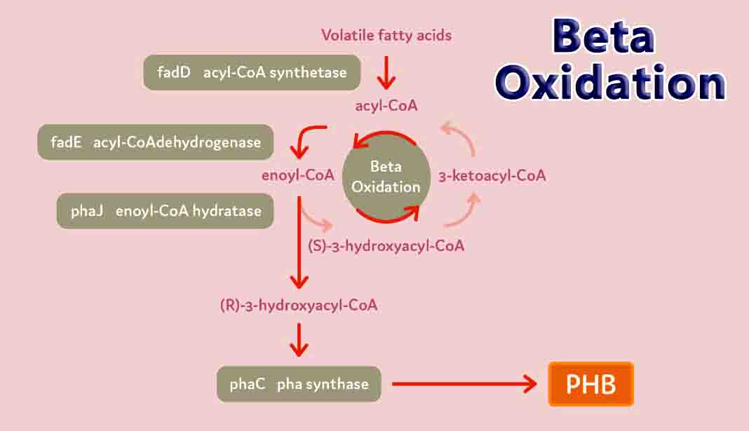 Beta Oxidation