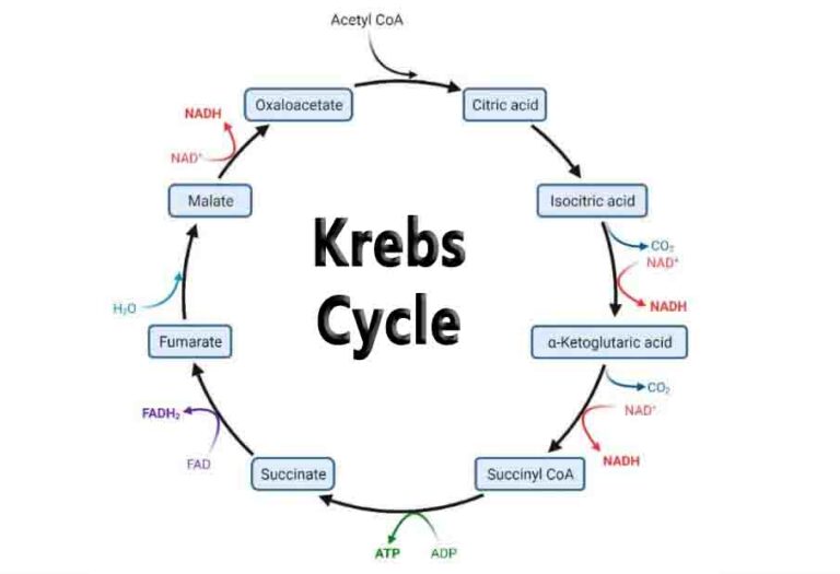 Krebs Cycle - Knowledge Quester