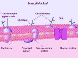 Peripheral Proteins - Knowledge Quester