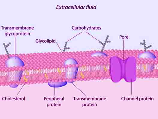 Peripheral Proteins