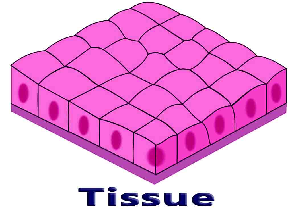 Tissue