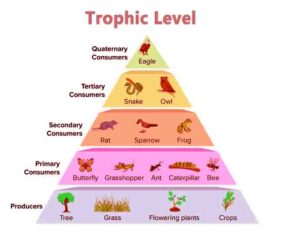 Trophic Level - Knowledge Quester